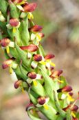 African Weed Orchid