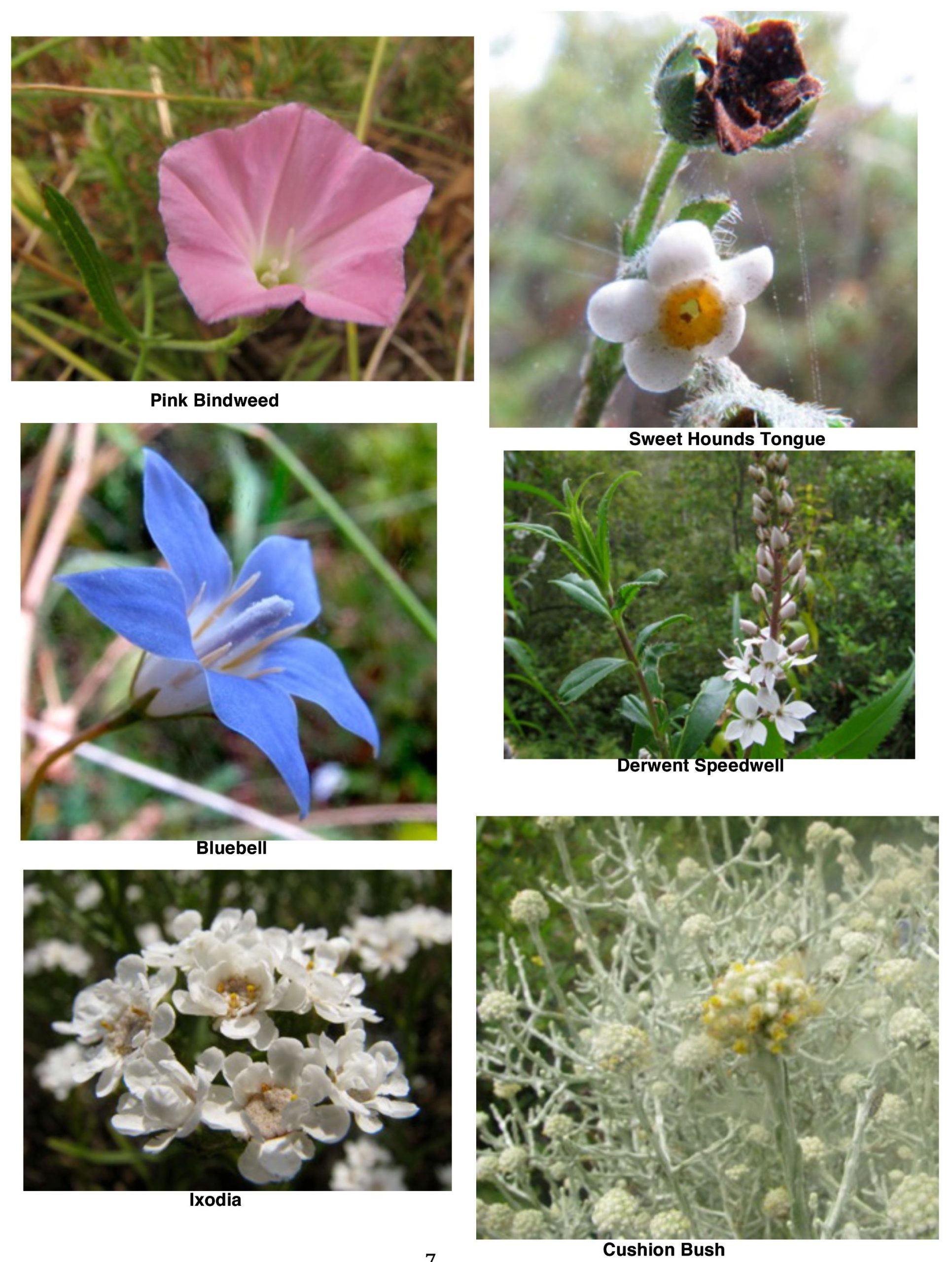 Flora images