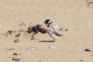 Hooded Plover and Red-necked Stint