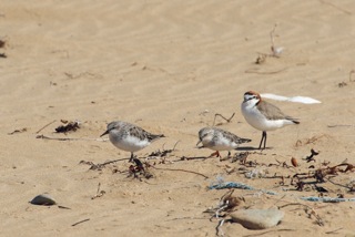 Red-necked Stints and Red-capped Plover