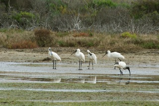 Royal Spoonbill and White Ibis