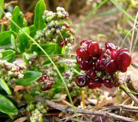 Seaberry Saltbush