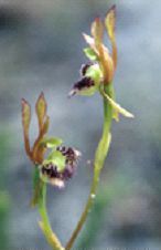 Fringed Hare Orchid