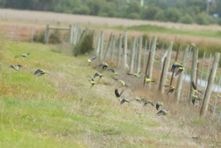 Birds flying off fence