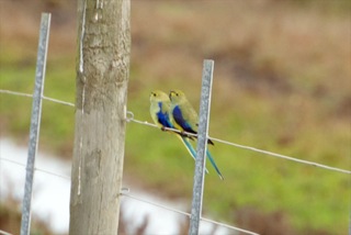 Blue-winged parrots on fence