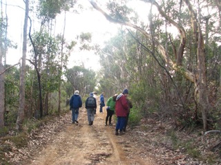 Ixodia track lined on one side by Sugar Gums