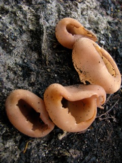 Cup Fungus Peziza