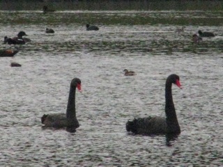 Two big swans