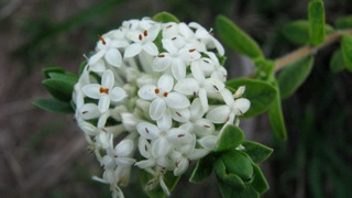 Pimelia species