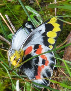 Imperial Jezebel butterfly