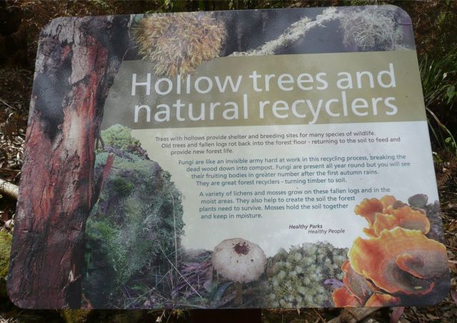 Hollow trees and natural recyclers