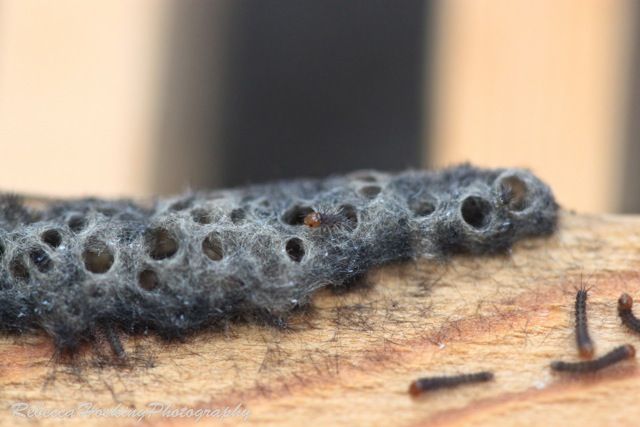 Moth Larvae