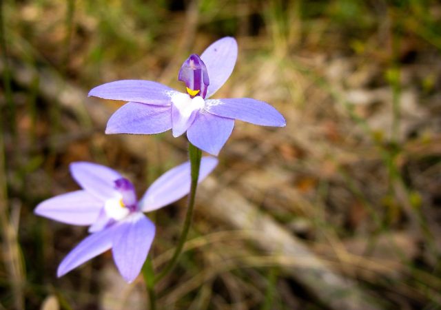 Waxlip Orchid