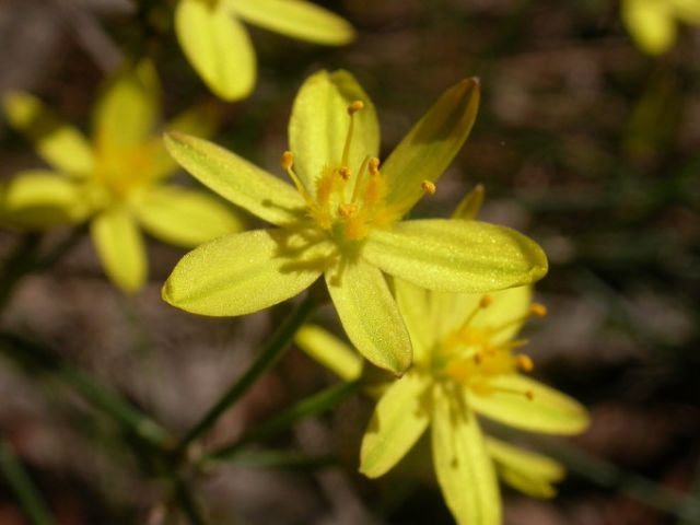 Yellow Rush-lily flowers