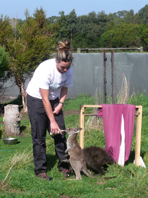 Feeding the orphaned Eastern Kangaroo joey