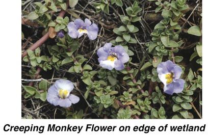 Creeping Monkey Flower