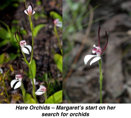 Hare Orchids