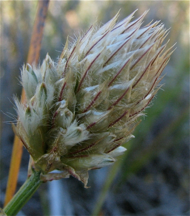 Feather-heads at an early stage