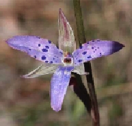 Winter Sun Orchid 2004