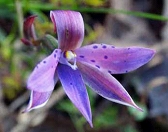Winter Sun Orchid 2012