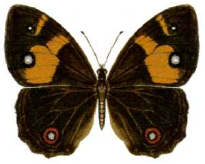 Sword-grass Brown Butterfly