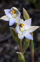 Pale Sun Orchid