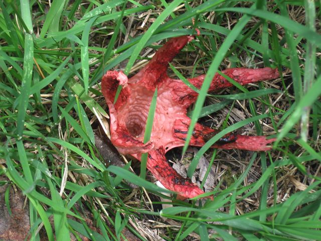 Red Stinkhorn Starfish Fungus was quite fascinating. Smelling like rotten meat it attracts blowflies that were resting on the arms.
