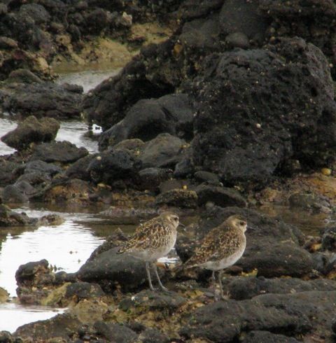 The most special birds for the day - Pacific Golden Plovers 