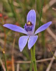 Blue Beard Orchid