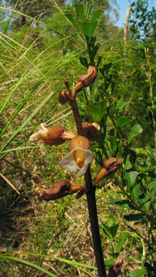 Cinnamon Bells Orchid