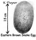 Brown snake egg