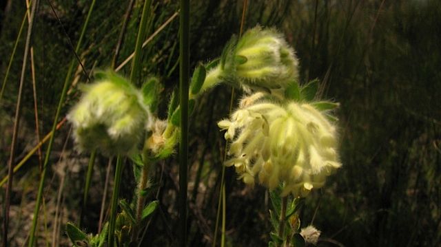 Woolly Rice-flower