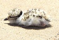 Hooded Plover chick