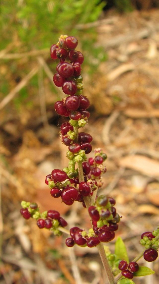 Seaberry Saltbush female