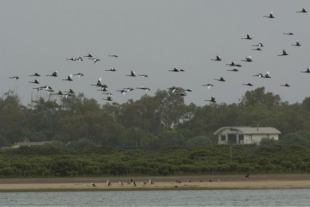 Swans over the Barwon Estuary