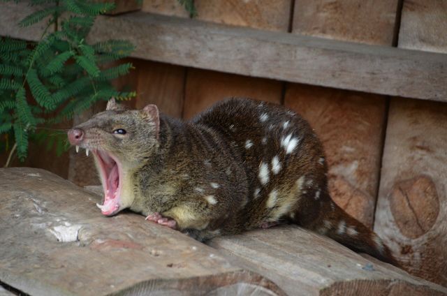 Adult female Spot-tailed Quoll