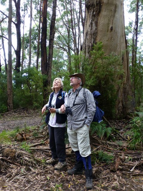 Alison and Phil dwarfed by the giant Mountain Ash