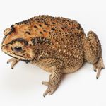 Asian Black-spined Toad