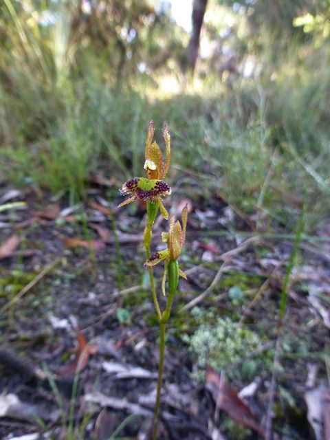 Fringed Hare Orchids