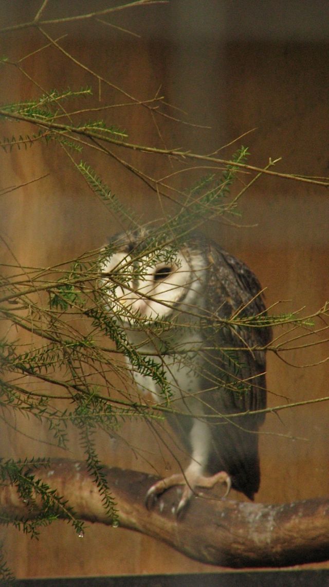Masked Owl