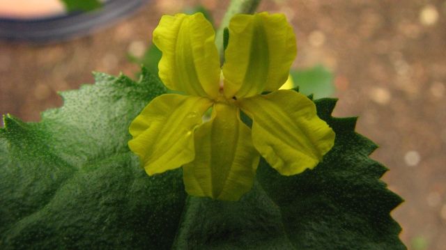 Hop Goodenia showing the ‘winged’ petals