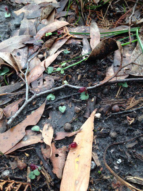 Tiny Helmet Orchids with their heart-shaped leaves scattered throughout the ground litter