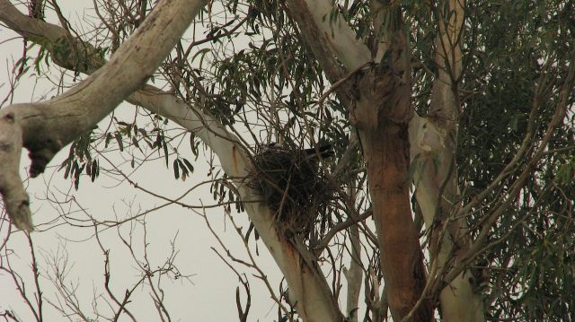 Magpie nest