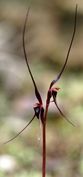 Mayfly Orchid flower