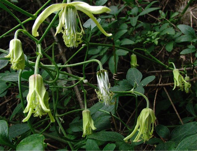 Small-leaved Clematis (female)
