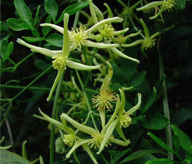 Small-leaved Clematis (male)