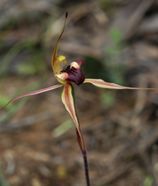 Plain Lip Spider Orchid