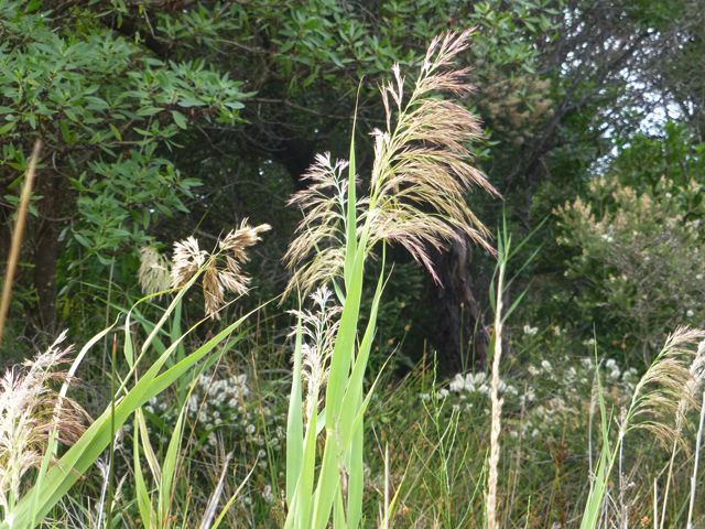 Common Reed in flower