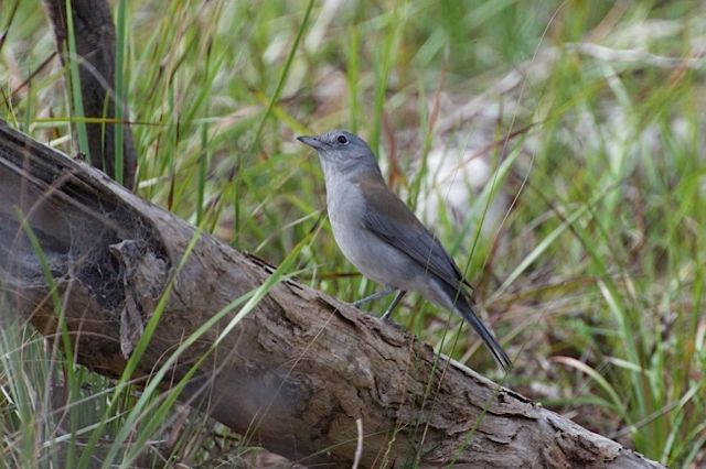Grey Shrike-thrush