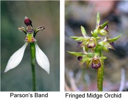 Parson's Band and Fringed Midge Orchid